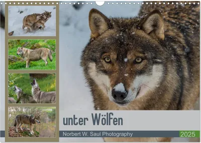 Produktbild von unter Wölfen (Wandkalender 2025 DIN A3 quer), CALVENDO Monatskalender
