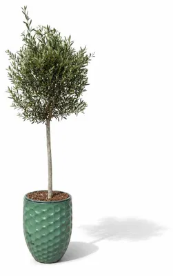 Zdjęcie produktu dla Drzewko oliwne w doniczce ceramicznej Provencelia Jadeitowy, Ø42 cm x H55 cm