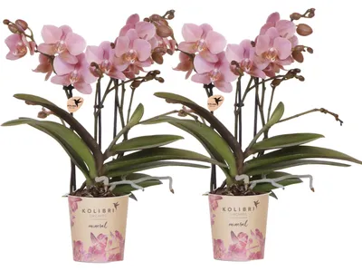 Produktbild von Kolibri Orchids | KOMBI-ANGEBOT mit 2 Phalaenopsis-Orchideen - Treviso - Topfgröße Ø9cm | Blühende Zimmerpflanze - Frisch vom Züchter