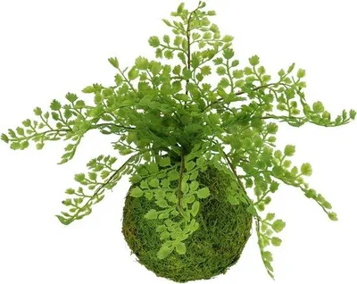 Image de Plante artificielle « Kamerplant » avec « Vrouwenhaar » - Grande - Verte - Plante décorative