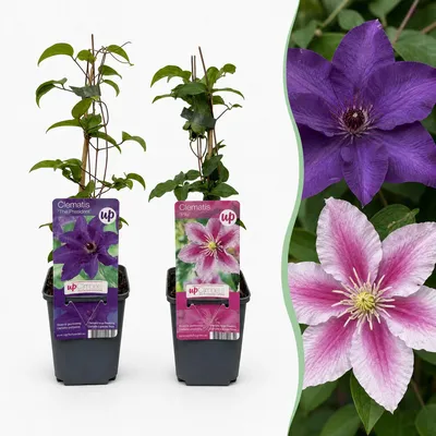 Produktbild von Green boutiQ - 2x Clematis Duo Purple & Pink - Waldrebe Duo Lila & Rosa - Lila - Rosa - Weiß - Kletterpflanze - Ø9cm - ↕35cm