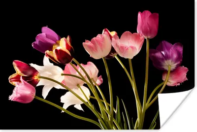 Produktbild von MuchoWow® Poster Stillleben - Tulpen - Farben 60x40 cm - Schlafzimmerdekoration