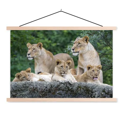 Produktbild von MuchoWow® Textilposter Löwen - Tiere - Jungtiere 60x40 cm mit holzfarbenen Rahmen - Bilder