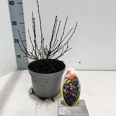Produktbild von Physocarpus opulifolius All Black ('Minall2'PBR) - Blasenspiere | 25-30 cm im Topf