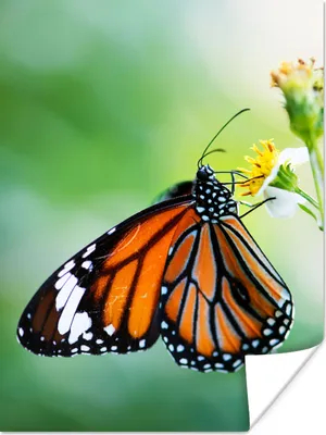 Produktbild von MuchoWow® Poster Schmetterling - Blumen - Insekten 90x120 cm - Wohnzimmer
