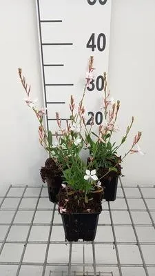 Immagine prodotto di 6 x Gaura lindh. 'Snowstorm'® (oenothera lindh.) - Gaura - vaso 9 x 9 cm