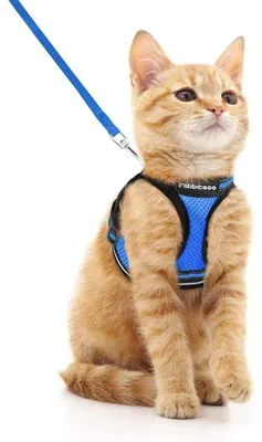 Productafbeelding van Kattenhalsband met riem, blauw, maat M, ontsnappingswerend, verstelbaar, reflecterend