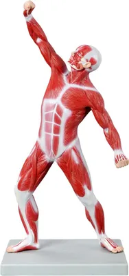 Produktbild von Muskelfigur Anatomie Modell 50cm Ganzkörper Körpermuskulatur auf Stativ