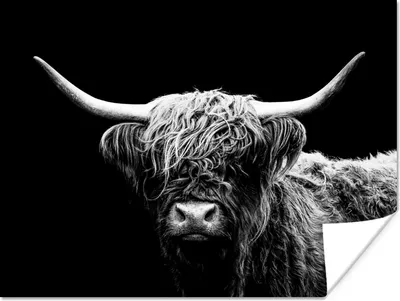 Produktbild von MuchoWow® Poster Schottischer Highlander - Kuh - Schwarz - Weiß - Tiere 120x90 cm - Wandbild