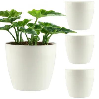 A plant in a white pot is shown alongside three other empty white pots.