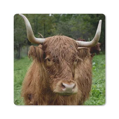 Produktbild von MuchoWow® Mauspad Mousepad Schottische Highlander - Tiere - Gras 20x20 cm - Mousepads - Maus Mat - Pad - Mausunterlage - Desk Mat - Bureauartikeln