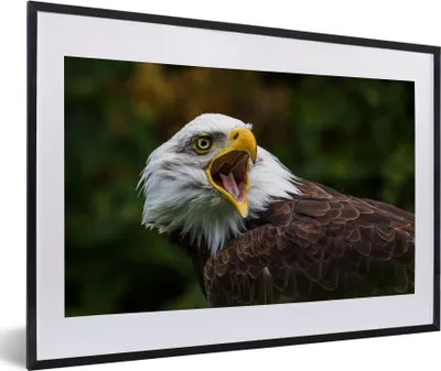 Produktbild von MuchoWow® MuchoWow® Gerahmtes Poster Ein krächzender Weißkopfseeadler 60x40 cm - Poster mit zchwarzem Bilderrahmen - Schlafzimmer - Plakat in Rahmen - Drucken