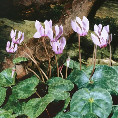Produktbild von Cyclamen purpurascens, Alpenveilchen, purpurrosa, ca. 9x9 cm Topf