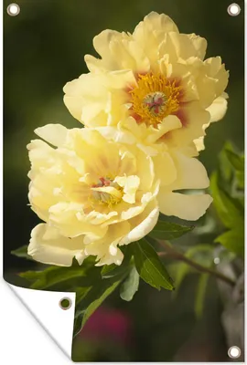 Produktbild von MuchoWow® 60x90 cm Outdoor-Poster Gartendeko Sichtschutz Garten Poster für den Garten  Zwei gelbe Pfingstrosen
