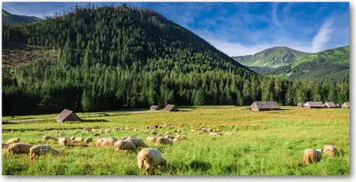 Produktbild von Tulup® Glas-Bild - 100x50 -Wandkunst - Wandbild hinter gehärtetem Sicherheitsglas  - Landschaften - Schafe in Tatra - Grün