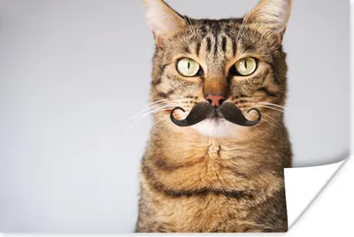 Produktbild von MuchoWow® Poster Katze - Schnauzbart - Hipster 180x120 cm - Fotoplakat