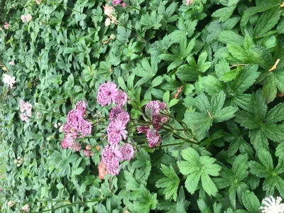 Immagine prodotto di 6 x Astrantia major 'Primadonna' - Nodi di Zeelandia in cima 9x9 cm