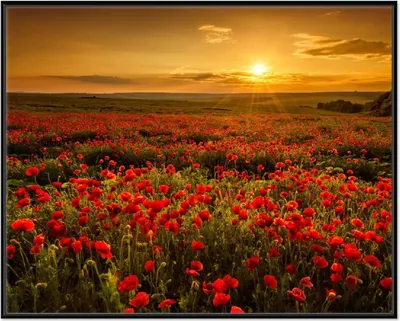 Produktbild von Wallario Wandbild Mohnblumenwiese bei Sonnenuntergang am Abend, Größe: 40,30 x 50,30 cm, Poster mit schwarzem Aluminiumrahmen