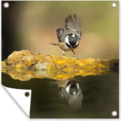 Produktbild von MuchoWow® 100x100 cm Outdoor-Poster Gartendeko Sichtschutz Garten Poster für den Garten  Eine Kohlmeise am Wasser