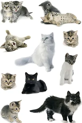 Produktbild von HERMA Sticker Katzenfotos 3 Blatt / 30 Sticker, Papier, Mehrfarbig, Katze, Permanent, Katzen, 30 Stück(e)
