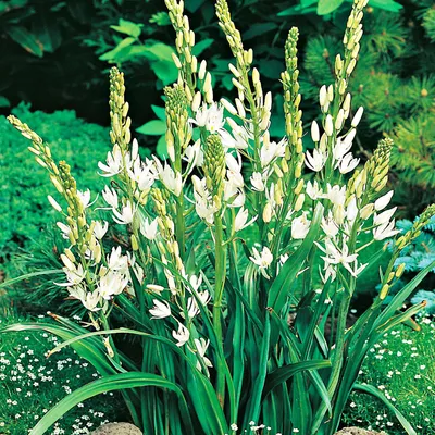 Zdjęcie produktu dla Camassia - Kamasja Biała 1 szt. Cebulki Cebule Kwiatowe