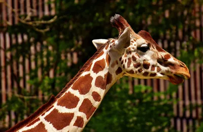 Produktbild von hansepuzzle 78844 - Giraffe Puzzle, 500 Teile, Natur, 46,0 x 30,0cm mit hochwertiger Aufbewahrung, Kartonbox und wiederverschließbarem Beutel