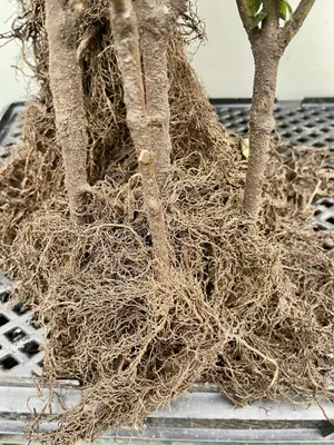 Produktbild von 10 x Gemeine Hasel - Corylus avellana  | 60-90 cm wurzelnackt