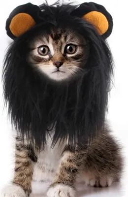 Produktbild von Halloween-Kostüme für Katzen – Schwarze Löwenmähne-Perücke, Haustierkostüm, Hut für Halloween, Weihnachten, Verkleidungszubehör, Dekoration für Kätzchen und Hunde (schwarz)