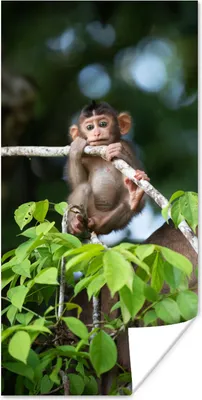 Produktbild von MuchoWow® Poster Baby - Affe - Äste 60x120 cm - Wandschmuck