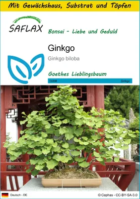 Produktbild von SAFLAX Anzucht Set - Ginkgo - Ginkgo biloba - 4 Samen - Mit Mini-Gewächshaus, Anzuchtsubstrat und 2 Töpfen