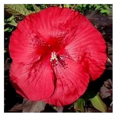 Produktbild von XXL Hibiskus Carousel Geant Red – Riesenhibiskus mit großen roten Blüten, winterhart, mehrjährig, Blickfang für Garten und Terrasse, pflegeleicht