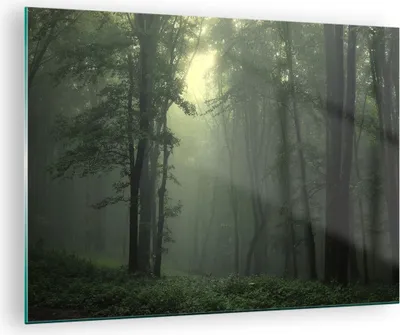 Produktbild von Bilder auf glas - Wald Nebel Baum - 70x50cm - Glasbilder - Wandbilder - Kunstdruck - zum Aufhängen bereit - Wanddekoration aus Glas - Glas Bilder - Wandbild auf Glas - Einteilig - GAA70x50-3543
