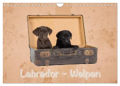 Produktbild von Kalender 2027 · US-Version · Labradorwelpen (Wandkalender 2027 12" × 8" Querformat), CALVENDO 12-Monats-Wandkalender