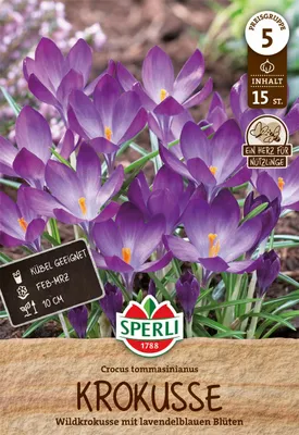 Produktbild von SPERLI Wildkrokus Elfenkrokus Crocus tommasinianus 15 Zwiebeln