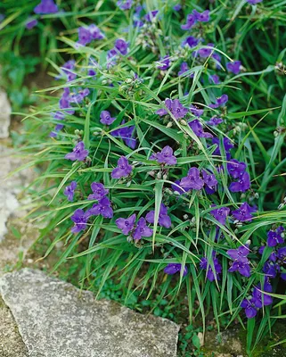 Produktbild von Tradescantia x andersoniana 'Bärbel', ca. 9x9 cm Topf, dekorativ