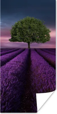 Produktbild von MuchoWow® Poster Lavendel - Baum - Lila 20x40 cm - Plakat - Foto