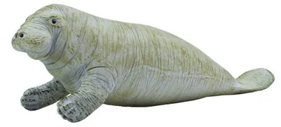 Produktbild von Safari Ltd Manatee Figur Grau From 3 Years Grau From 3 Years