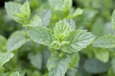 Produktbild von Mentha spicata 'Maroccan', Grüne Minze, aromatisch, ca. 9x9 cm Topf