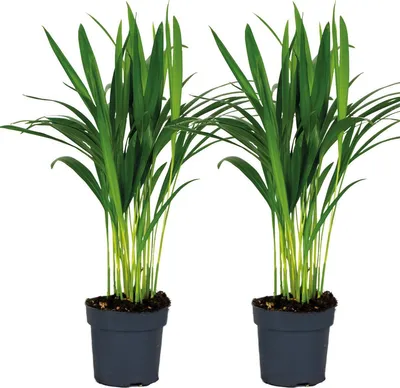 Produktbild von 2x Dypsis Lutescens - Goldpalme - Zimmerpflanze - Pflegefreundlich – ⌀12 cm - ↕20-25 cm