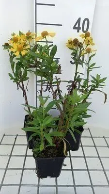 Immagine prodotto di 6 x Helenium hybr. 'Sahin's Early Flowerer'® - Sonnenbraut - Topf 9 x 9 cm