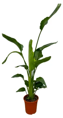 Produktbild von Trendyplants - Strelitzia Nicolai - Paradiesvogelblume - Zimmerpflanze - Höhe 150-170 cm - Topfgröße Ø21cm