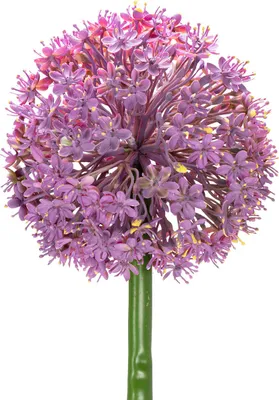 Produktbild von Elegante Kunstblume Allium für stilvolle Dekoration und moderne Raumgestaltung