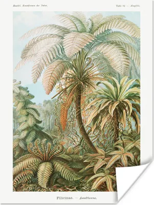 Produktbild von MuchoWow® Poster Vintage - Alte Meister - Farne - Pflanzen - Natur 120x160 cm - Wandbilder