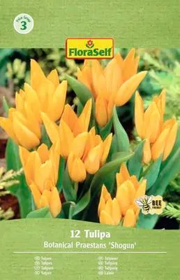 Produktbild von Blumenzwiebel Tulpe FloraSelf 'Preastans Shogun' 12 Stück