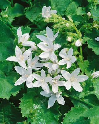 Produktbild von Campanula poscharskyana 'E.H.Frost', Polsterglockenblume, weiß, ca. 9x9 cm Topf