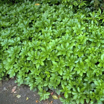 Produktbild von Pachysandra terminalis Dickmännchen Bodendecker winterhart im Topf 3 - 5 Triebe, Anzahl:10 Stück