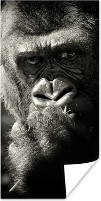 Produktbild von MuchoWow® Poster Gorilla auf schwarzem Hintergrund in schwarz und weiß 60x120 cm - Wandschmuck