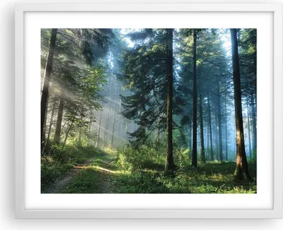Produktbild von Gerahmtes Poster - Weißer Rahmen - Wald Dämmerung die Sonne - 50x40 cm - Wand Bild - Wanddeko - Wandbilder - Kunstposter - Wandposter - Bilderrahmen - Bilder - Kunstdruck - P2WAA50x40-4398