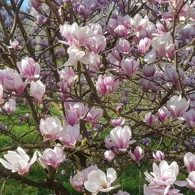 Produktbild von Bakker.com - Tulpen-Magnolie, Der topf / 2L / Lieferhöhe 40-50cm
