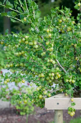 Produktbild von Ribes uva-crispa 'Karlin', Stachelbeere, 40–50 cm